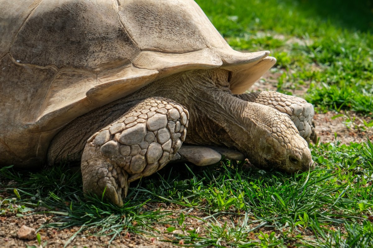 Eskişehir Hayvanat Bahçesi’ne 30 Yeni Tür