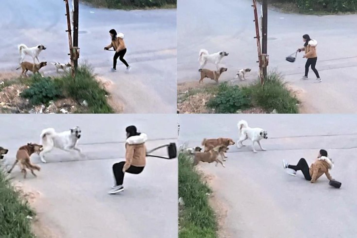 “Sahipsiz Hayvanların Yüzde 80’i Toplandı”