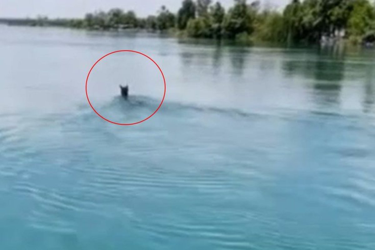 Fırat Nehri’nde Yüzen At Vatandaşları Hayrete Düşürdü