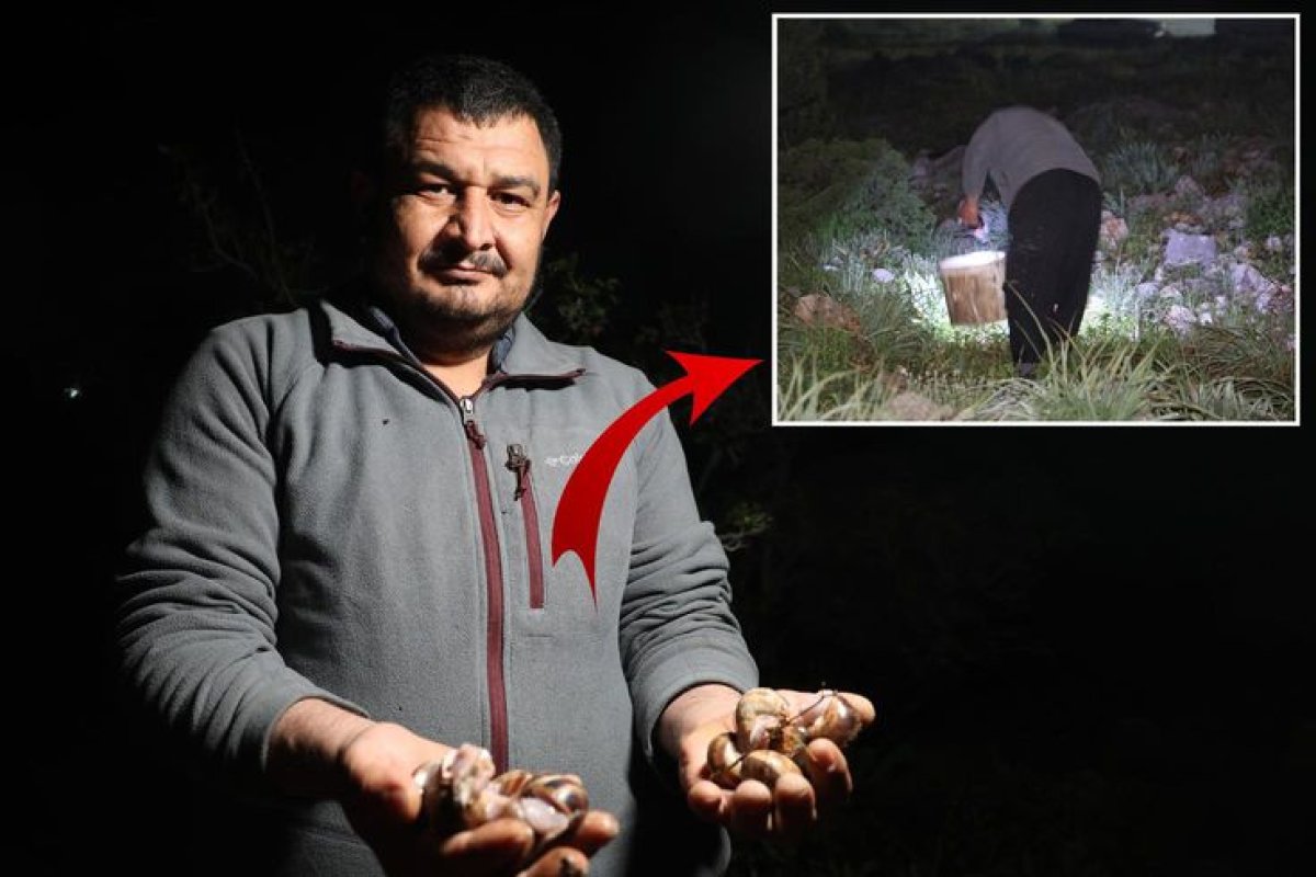 Adana’da Gece Mesaisi: Fenerlerle Salyangoz Topluyorlar