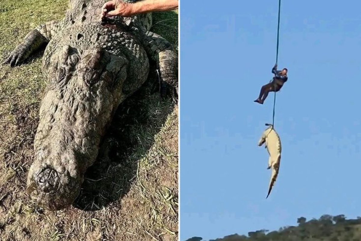 Dev Timsahın Midesinden Çıkanlar Polisi Şoke Etti