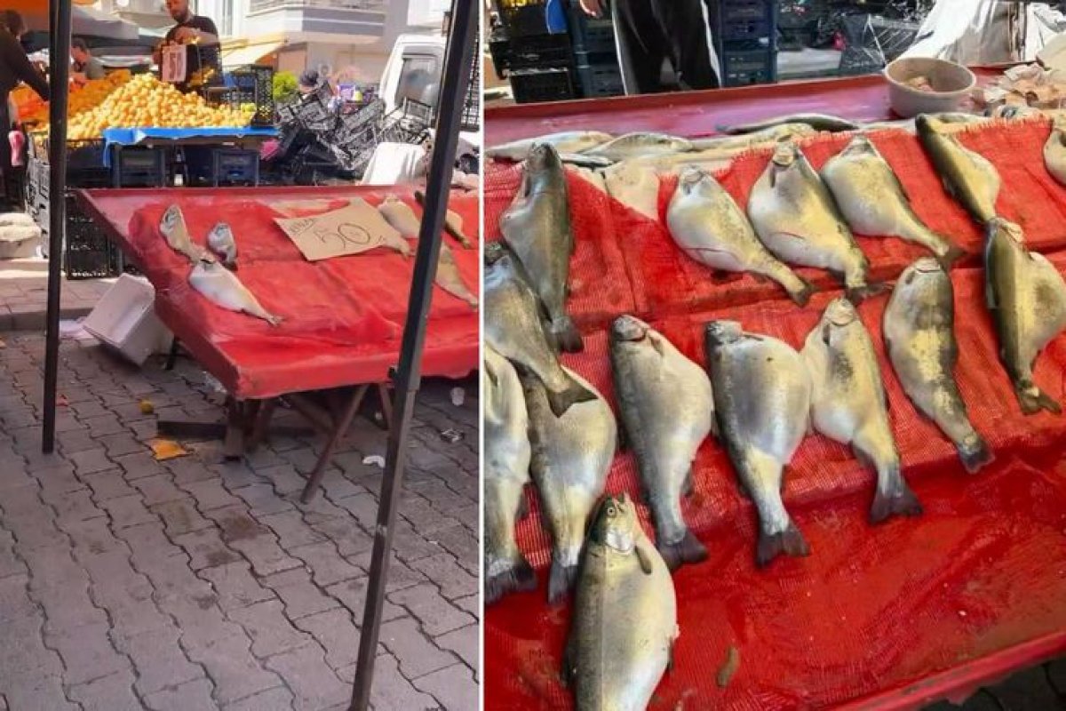 Pazarda 50 TL’ye Satılan Somon İçin Uzman Uyarısı: “Sakın Almayın”