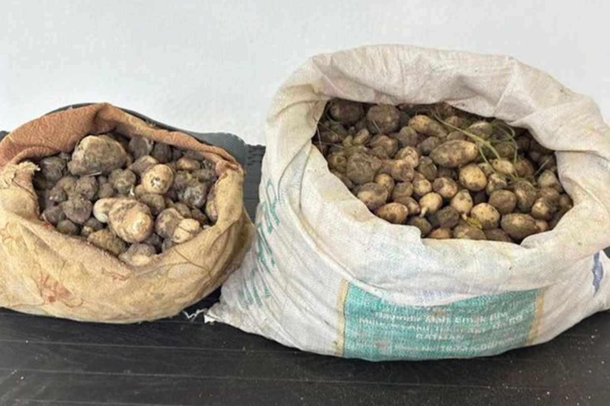Tunceli’de İzinsiz 31 Kilo Salep Yumrusu Toplayan 3 Kişiye 2 Milyon TL Ceza